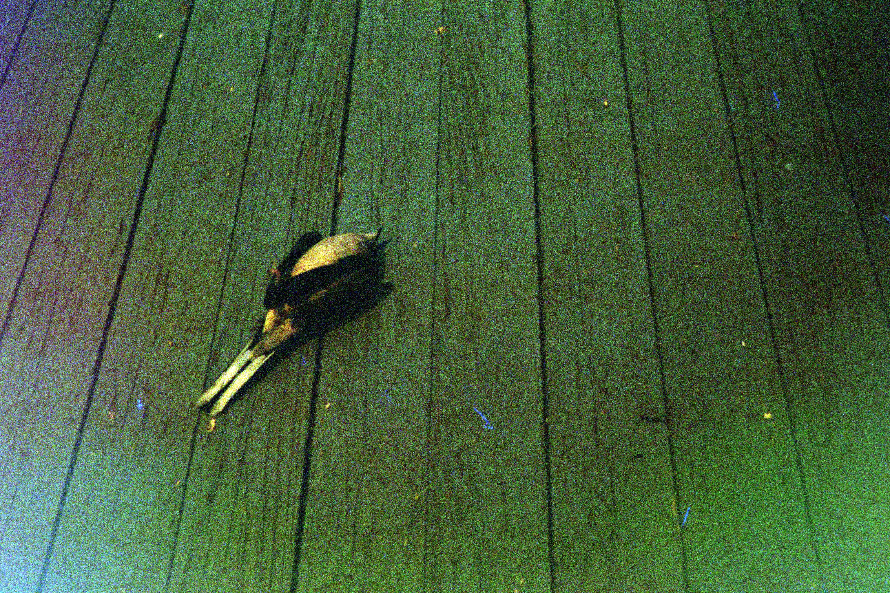 A dead bird