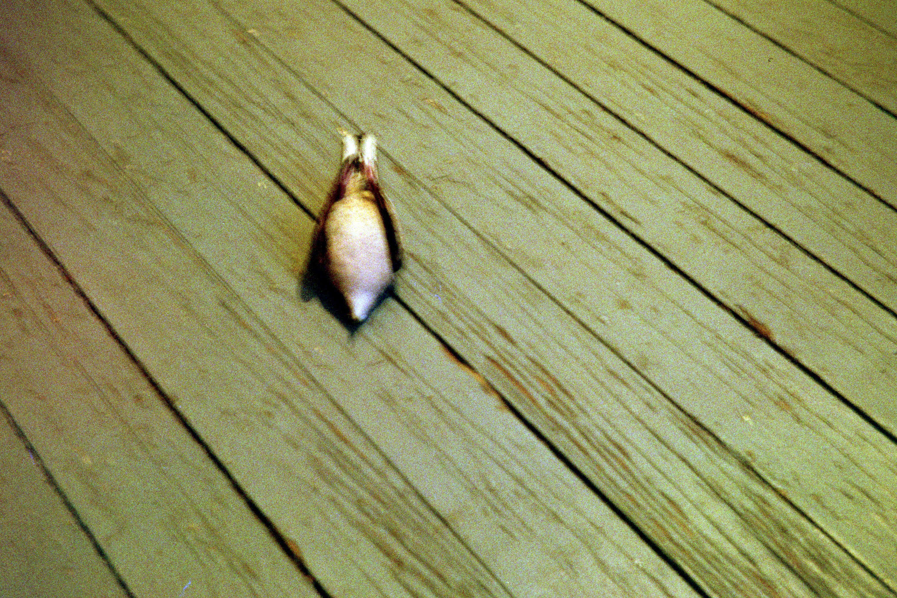 Another view of the dead bird, blurrily
