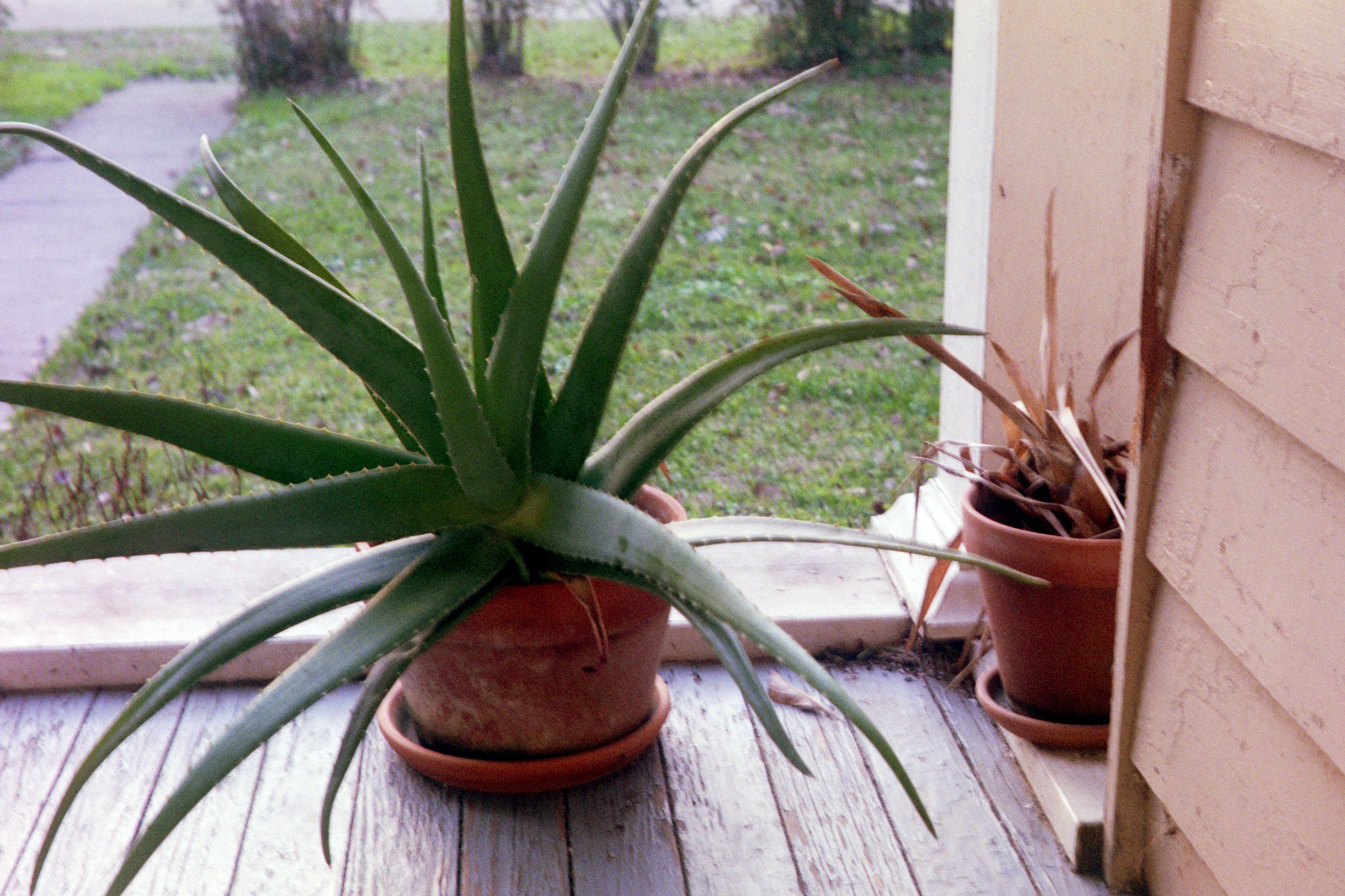 Our aloe plant, which tragically died that winter when we failed to bring it in