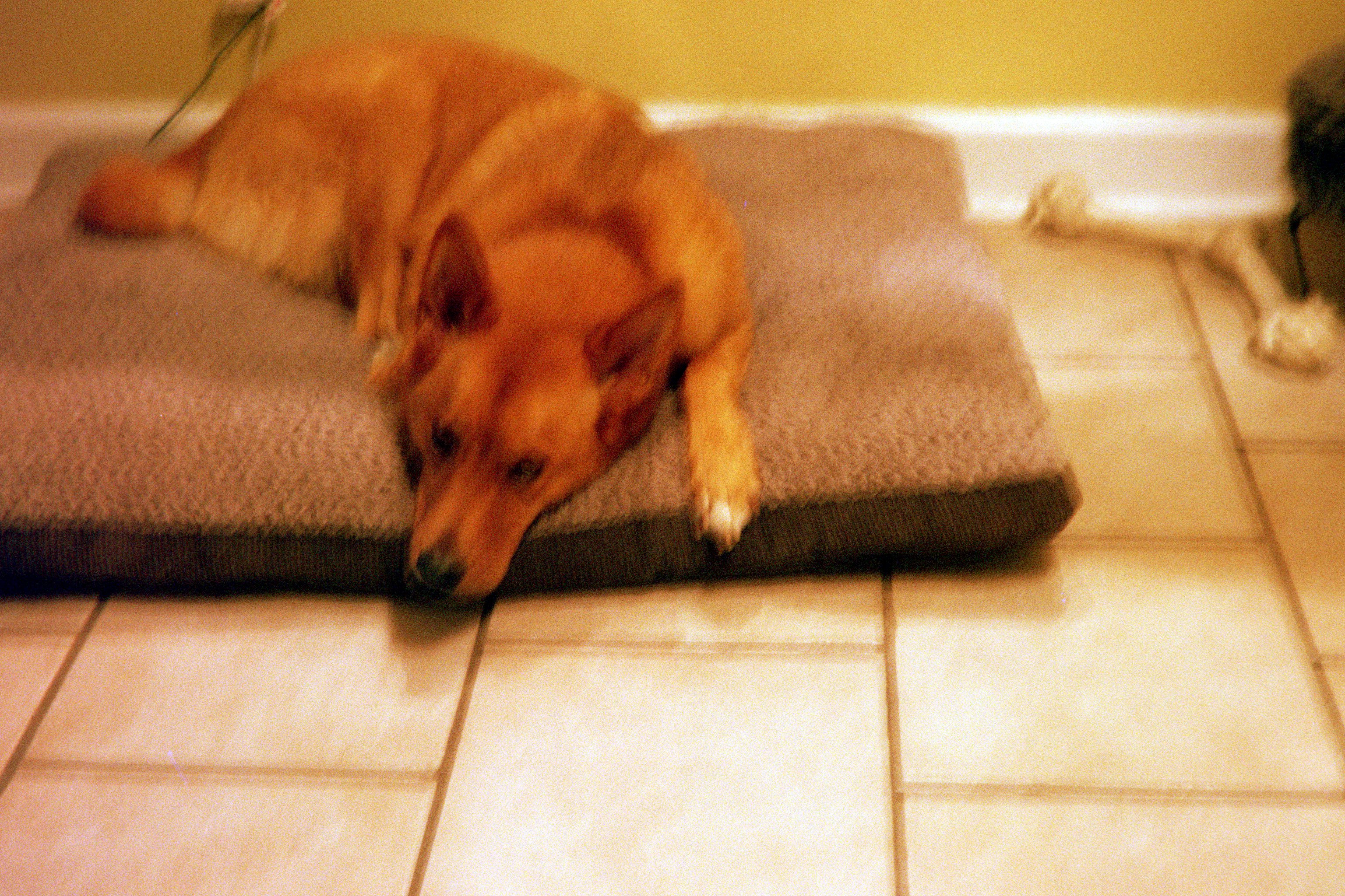 A blurry photo of our girl Stormy, featuring her rope