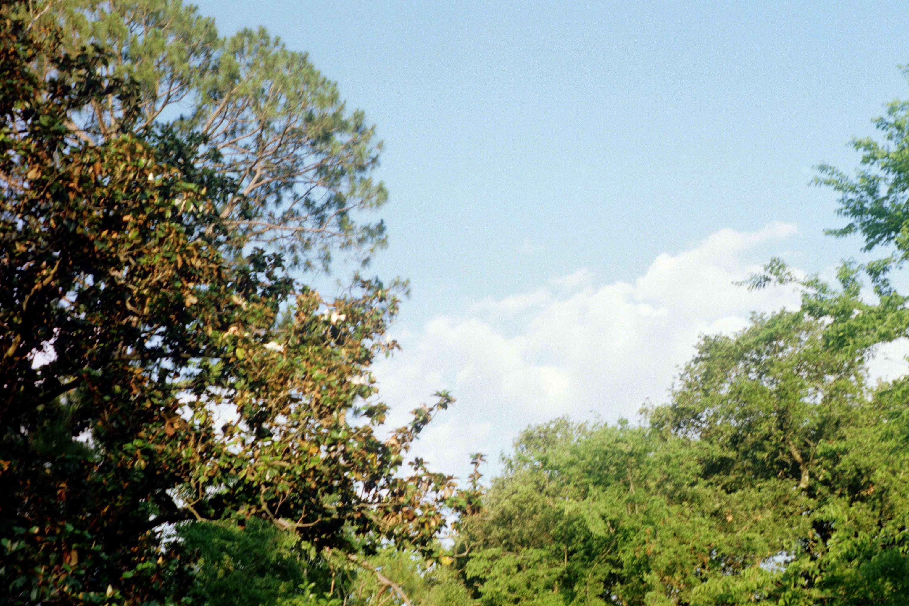 The trees behind our back yard