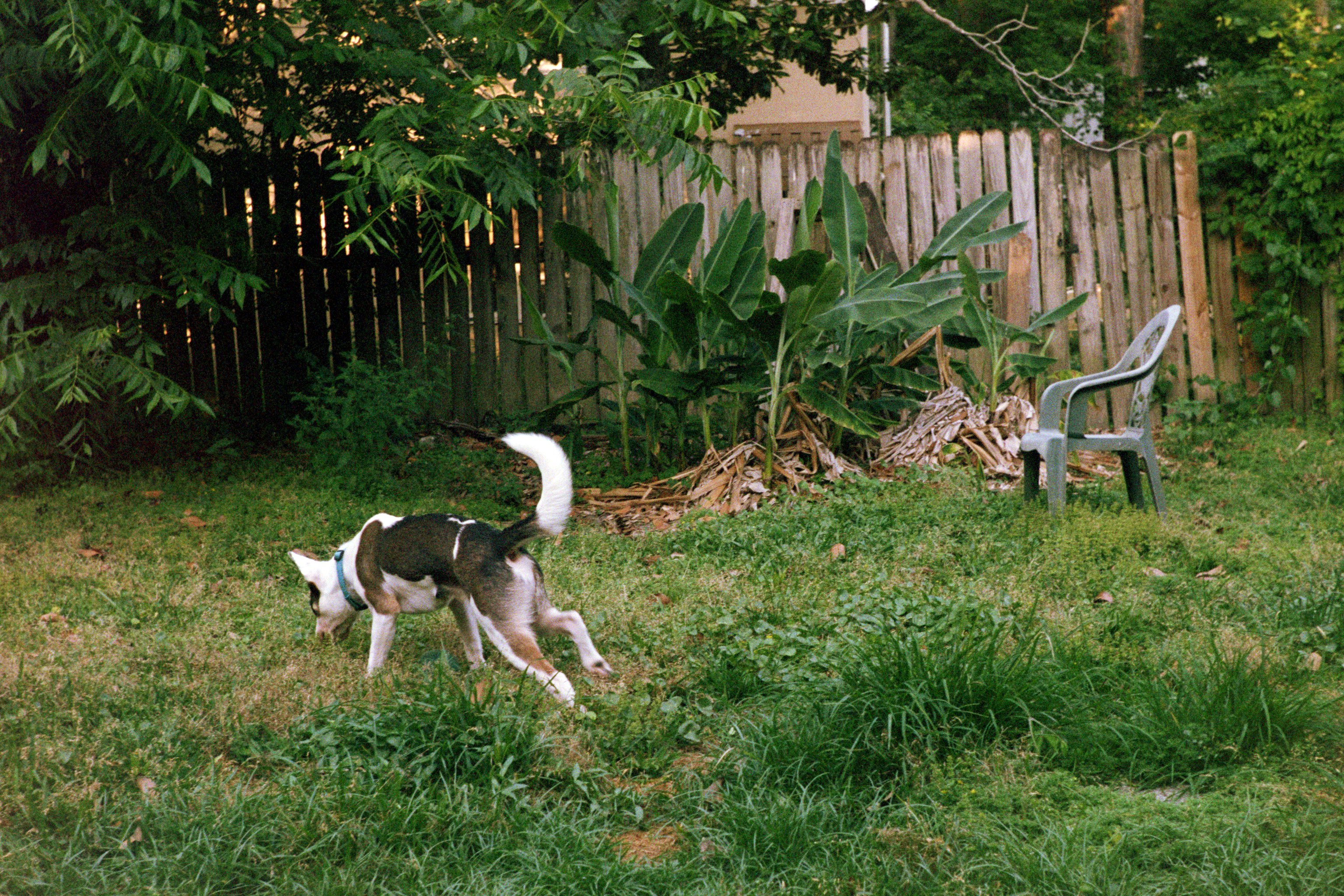 Stella looking for something or maybe just running around