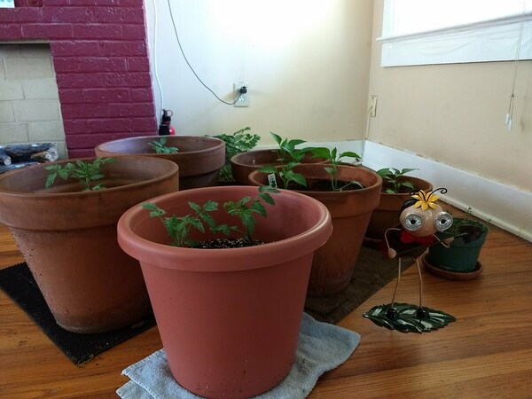 I had leftover risotto with falafel, if you were wondering. The plants at lunch