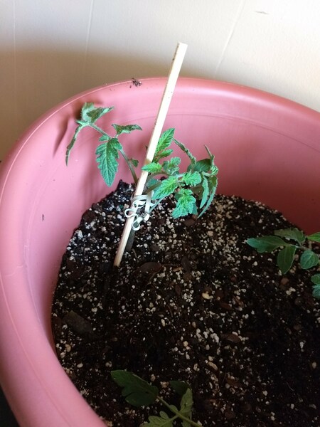 Breaking my heart, this one. The broken tomato