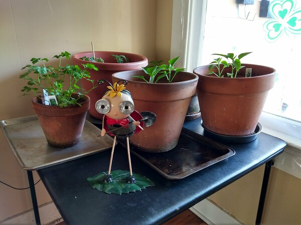 I feel like I should make a joke about Trump and high-rises somewhere, but honestly, I'm too tired to think of one worthwhile. Table plants